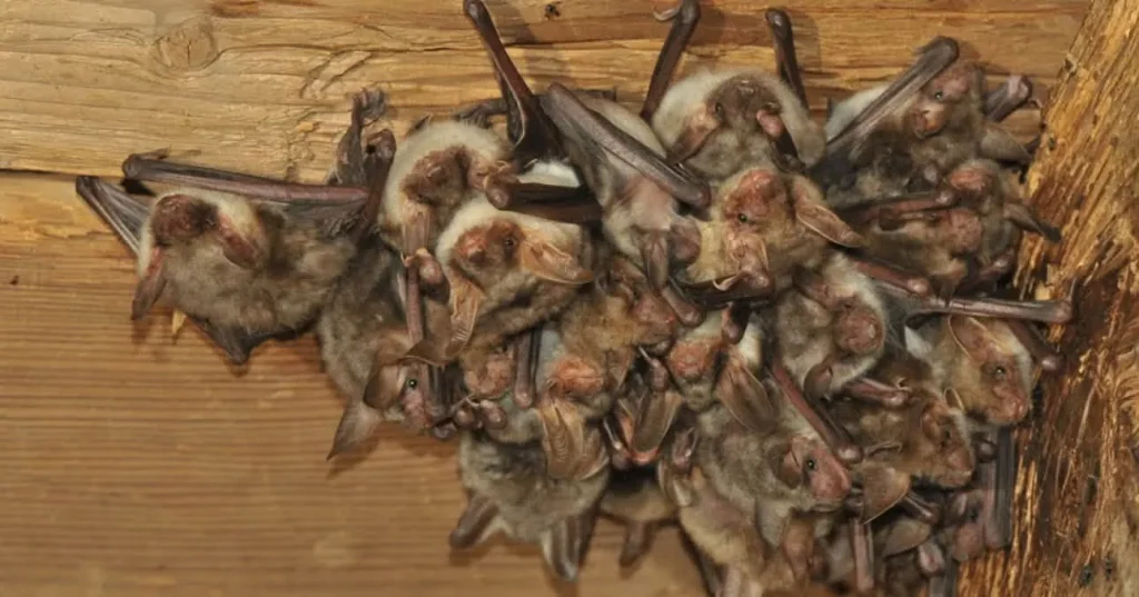 A colony of bats roosting inside a structure, found by Skeeter's Pest Control