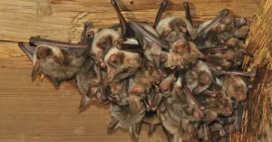 A colony of bats roosting inside a structure, found by Skeeter's Pest Control
