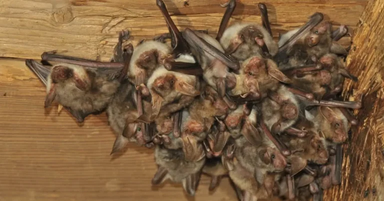 A colony of bats roosting inside a structure, found by Skeeter's Pest Control