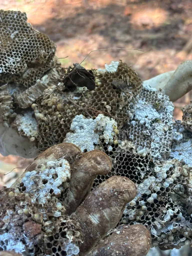 Paper comb from a stinging insect ground nest removed by Skeeter's Pest Control