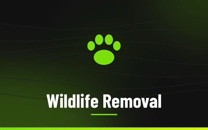 Wildlife Removal in Wilkes County NC, Skeeter's Pest Control
